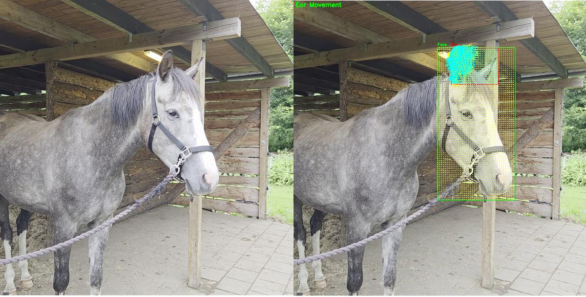 Two photos of a horse, showing a visualization of movements